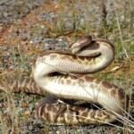 Stimson's python - "Children's pythons" © Gary Taylor