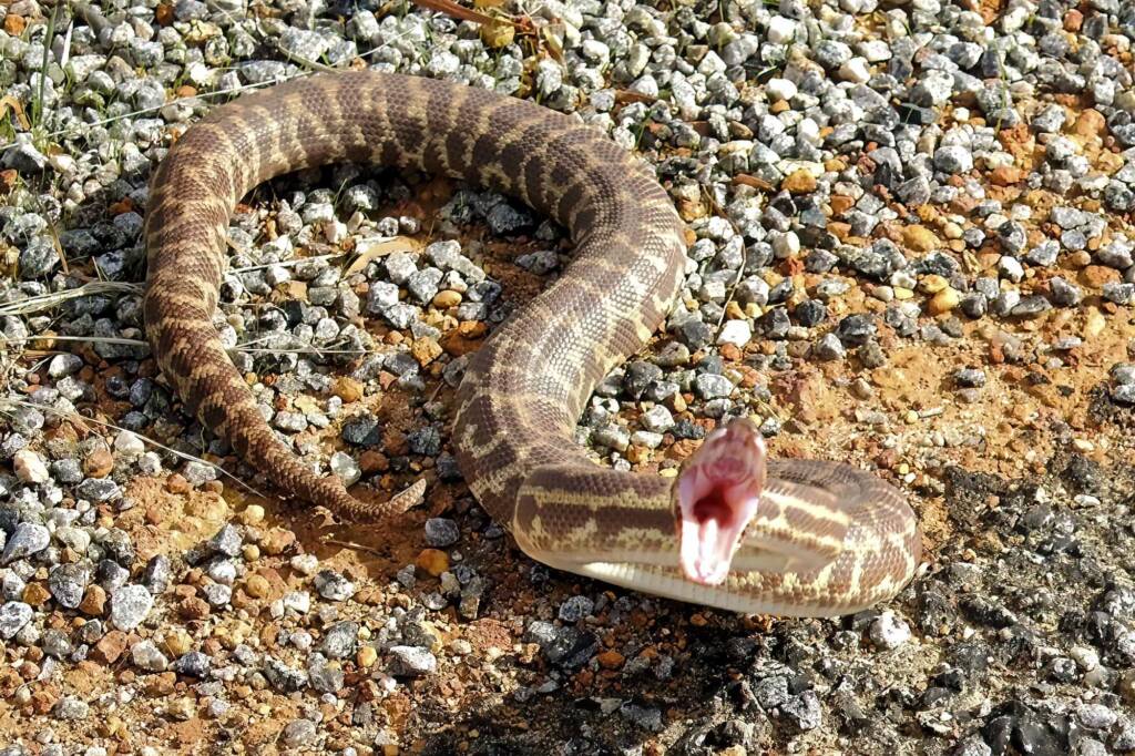 Stimson's python - "Children's pythons" © Gary Taylor