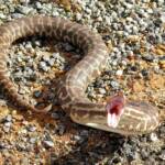 Stimson's python - "Children's pythons" © Gary Taylor