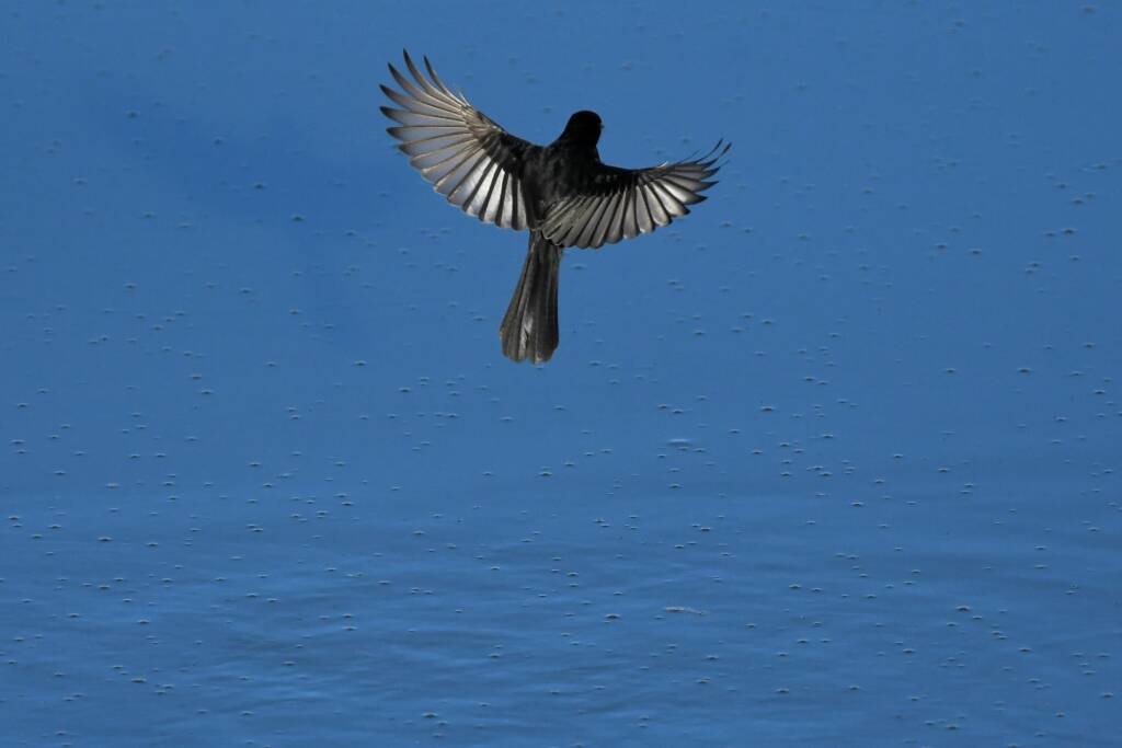 Willy Wagtail (Rhipidura leucophrys) © Dorothy Latimer