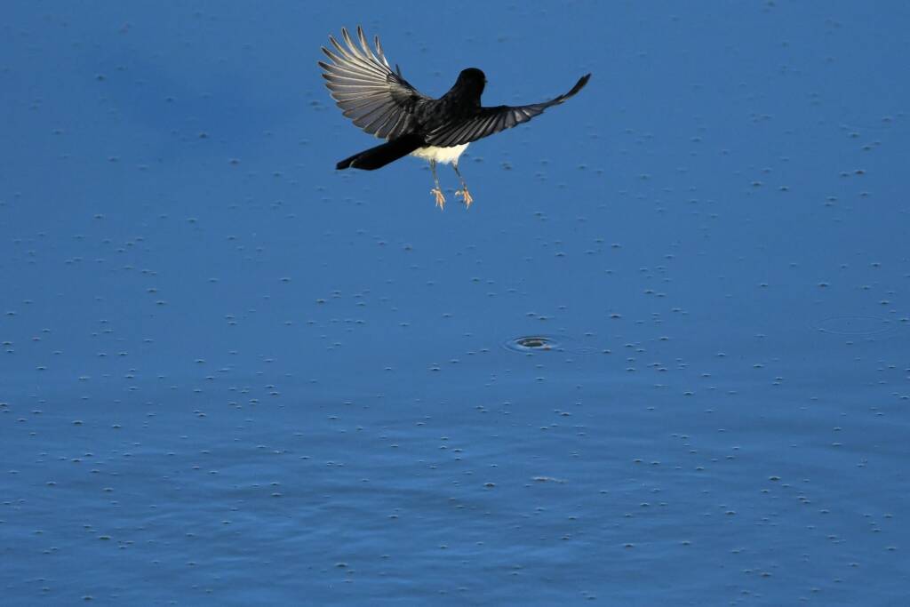Willy Wagtail (Rhipidura leucophrys) © Dorothy Latimer
