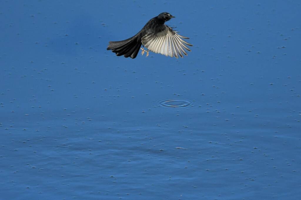 Willy Wagtail (Rhipidura leucophrys) © Dorothy Latimer