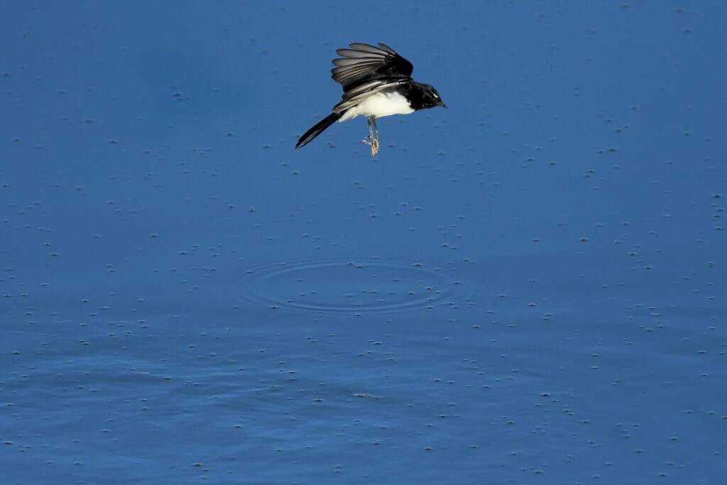 Willy Wagtail (Rhipidura leucophrys) © Dorothy Latimer