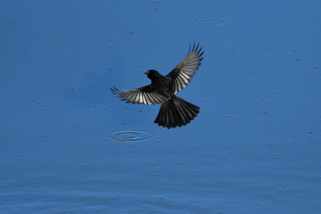Willy Wagtail (Rhipidura leucophrys) © Dorothy Latimer