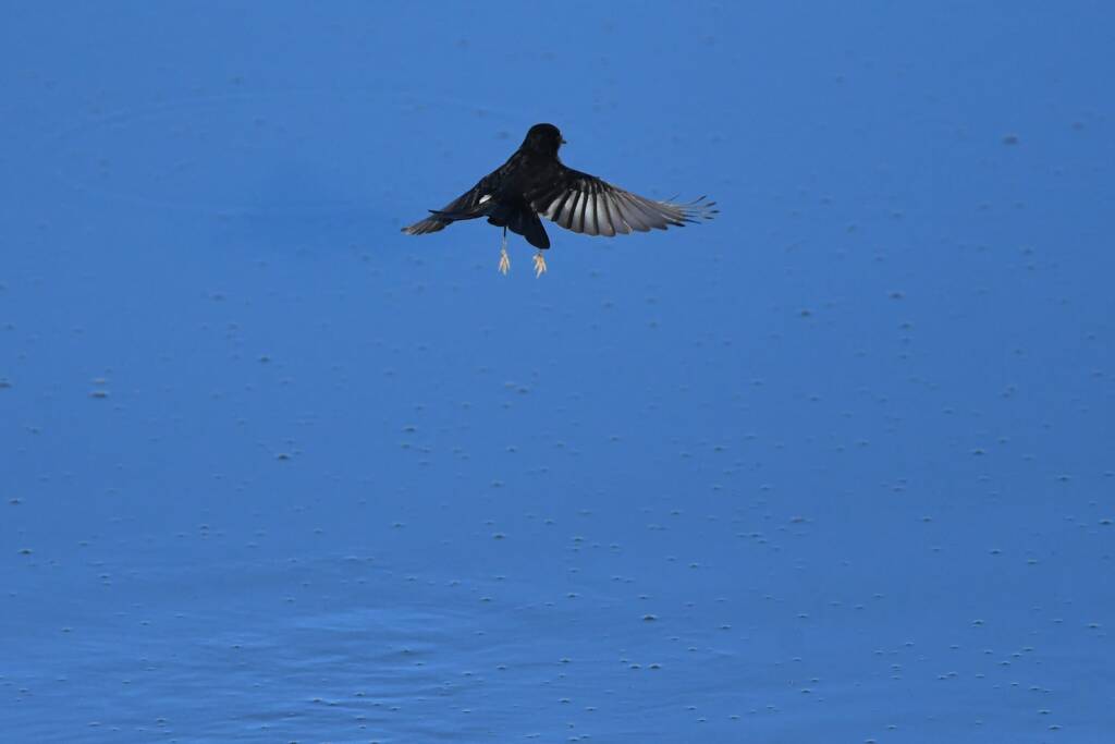 Willy Wagtail (Rhipidura leucophrys) © Dorothy Latimer