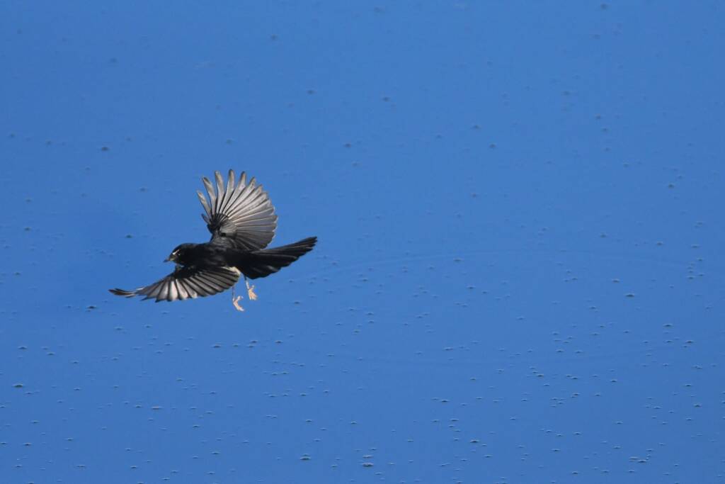 Willy Wagtail (Rhipidura leucophrys) © Dorothy Latimer