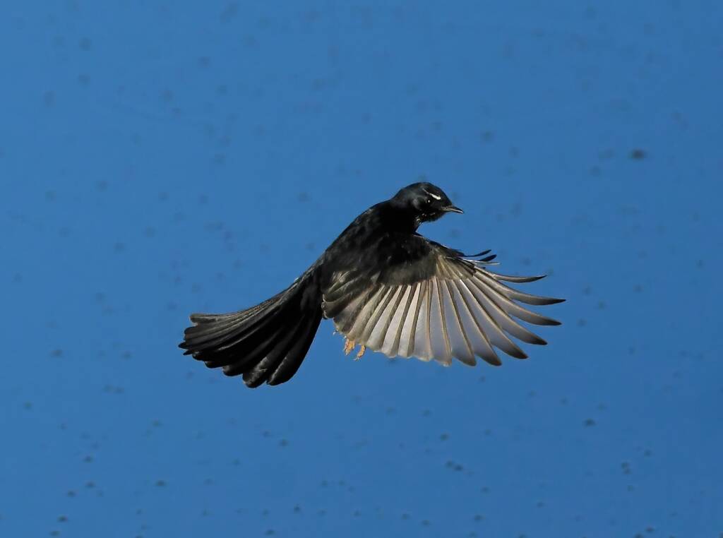 Willy Wagtail (Rhipidura leucophrys) © Dorothy Latimer