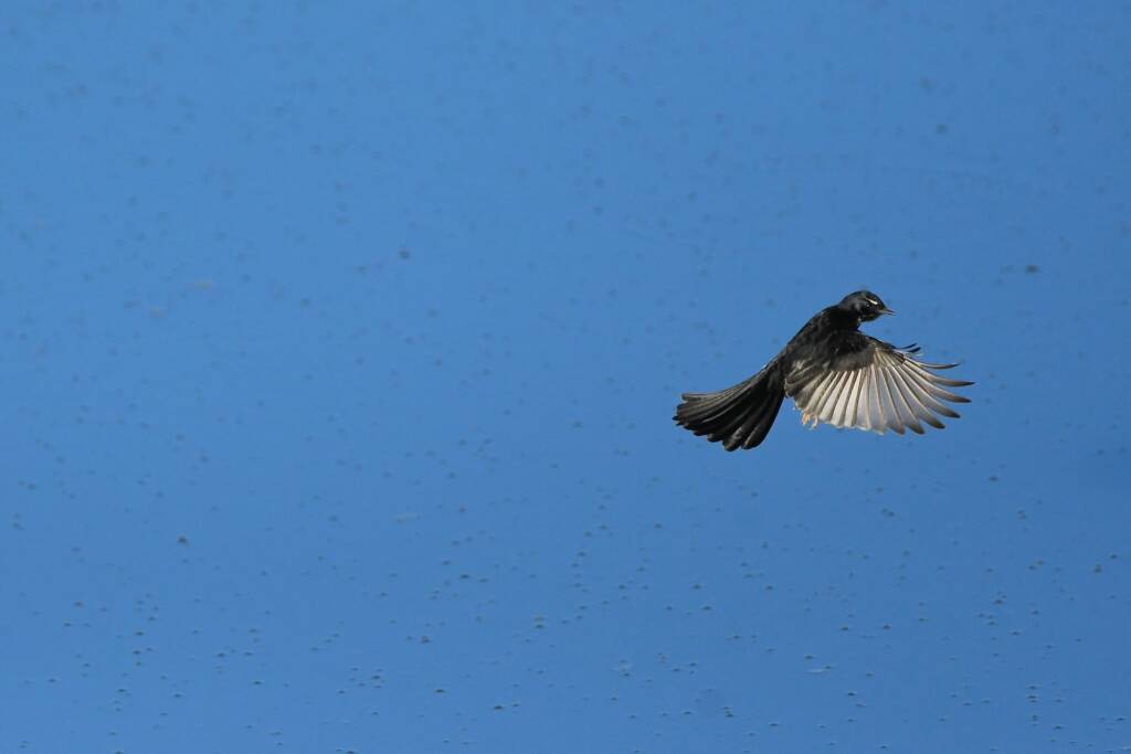 Willy Wagtail (Rhipidura leucophrys) © Dorothy Latimer