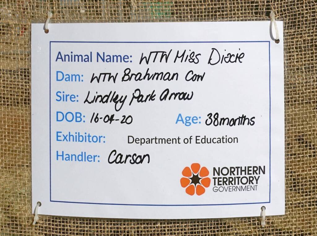 WTW Miss Dixie (DOB 16-04-20 Age 38 months), Alice Springs Show 2023