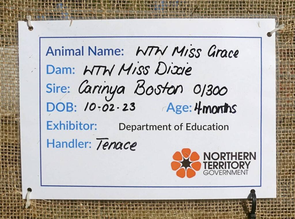 WTW Miss Grace (DOB 10-02-23 Age 4 months), Alice Springs Show 2023