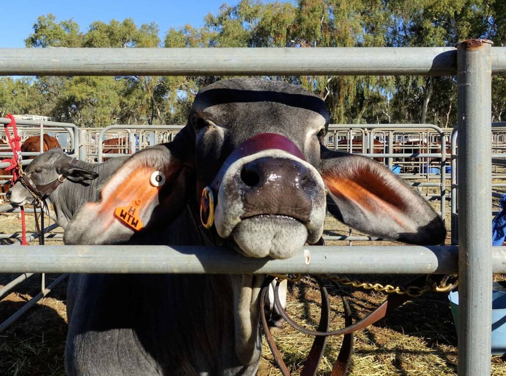 WTW Mr Felix (DOB May 22 Age 14 Months), Alice Springs Show 2023