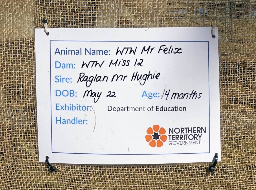 WTW Mr Felix (DOB May 22 Age 14 Months), Alice Springs Show 2023