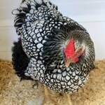 Wyandotte Chicken, Alice Springs Show 2023