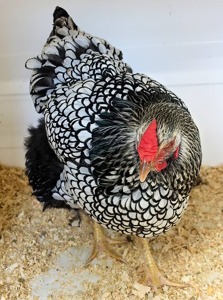 Wyandotte Chicken, Alice Springs Show 2023