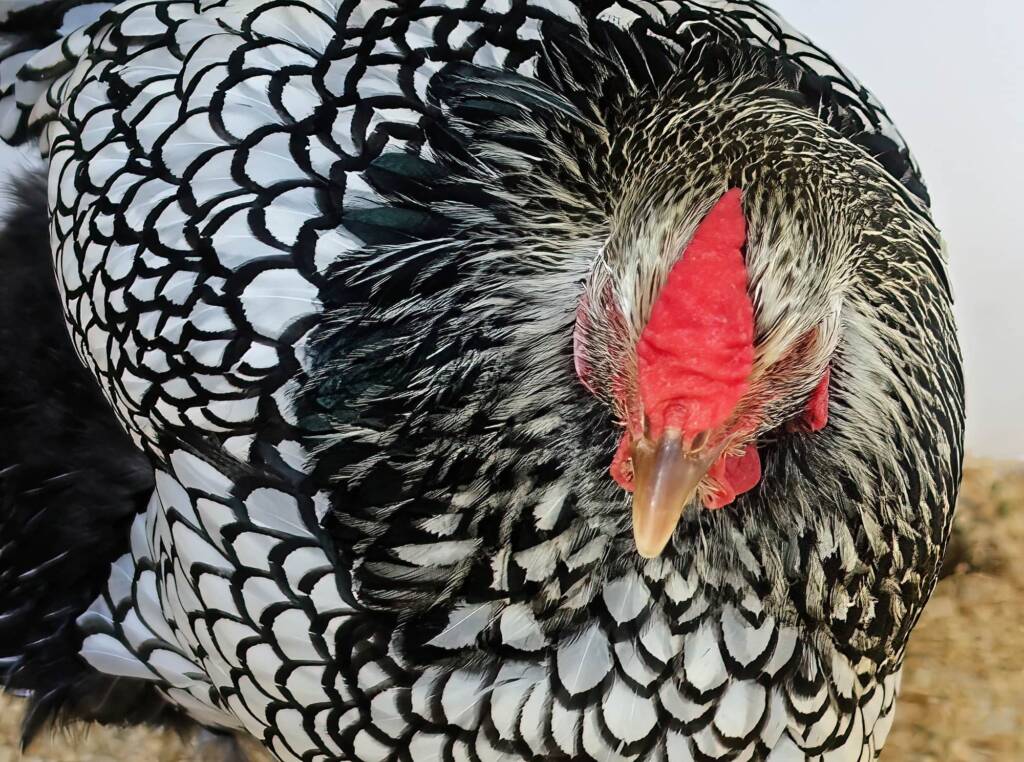 Wyandotte Chicken, Alice Springs Show 2023
