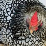 Wyandotte Chicken, Alice Springs Show 2023