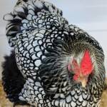 Wyandotte Chicken, Alice Springs Show 2023
