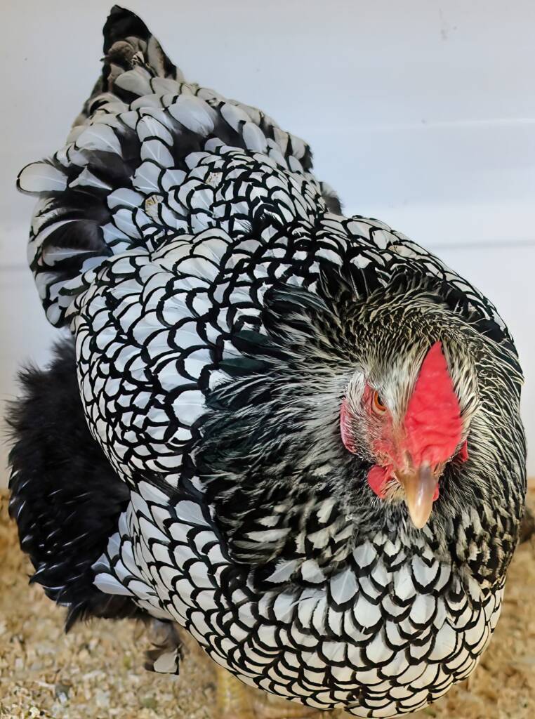 Wyandotte Chicken, Alice Springs Show 2023