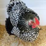 Wyandotte Chicken, Alice Springs Show 2023