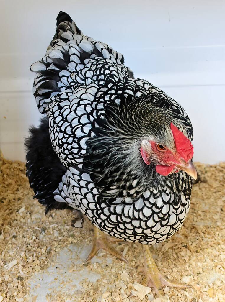 Wyandotte Chicken, Alice Springs Show 2023