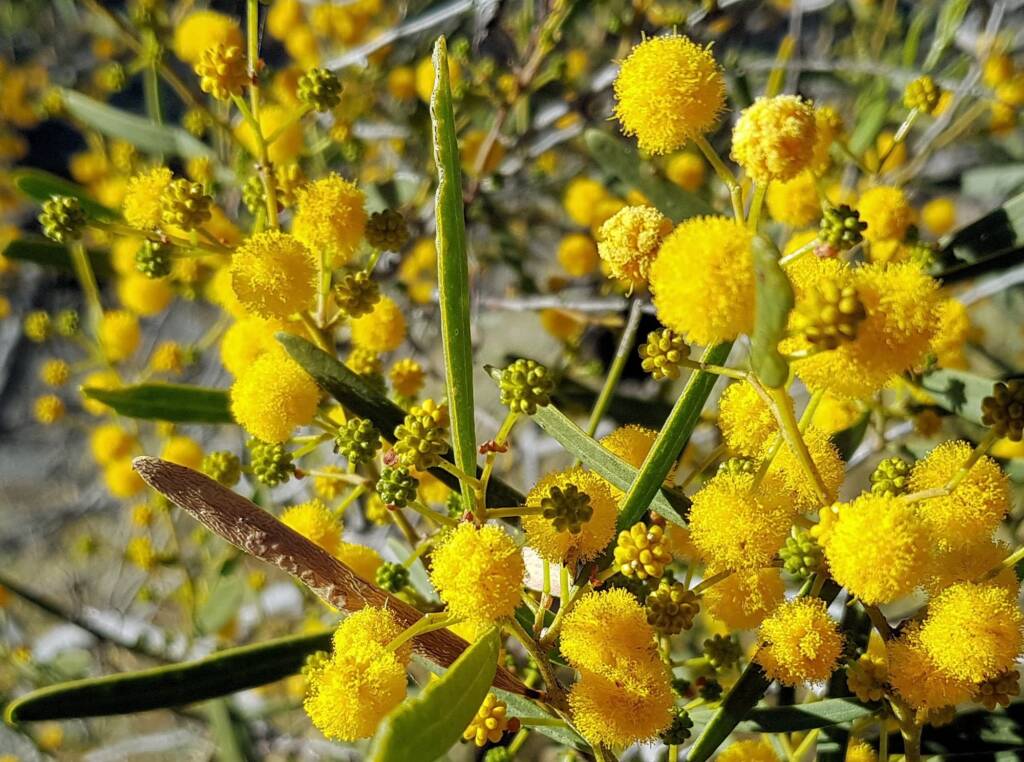 Acacia ligulata, Alice Springs NT