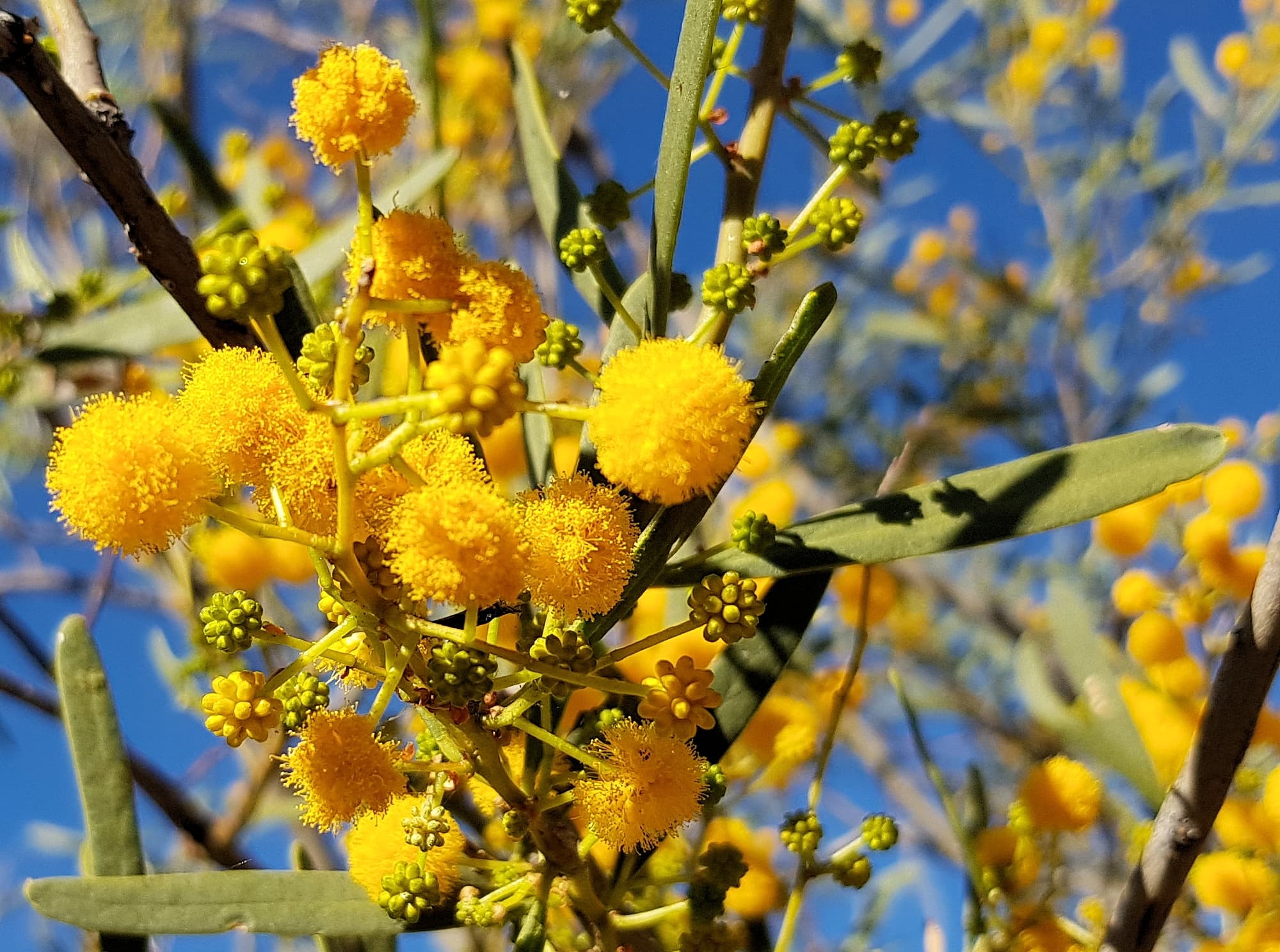 Acacia ligulata, Alice Springs NT