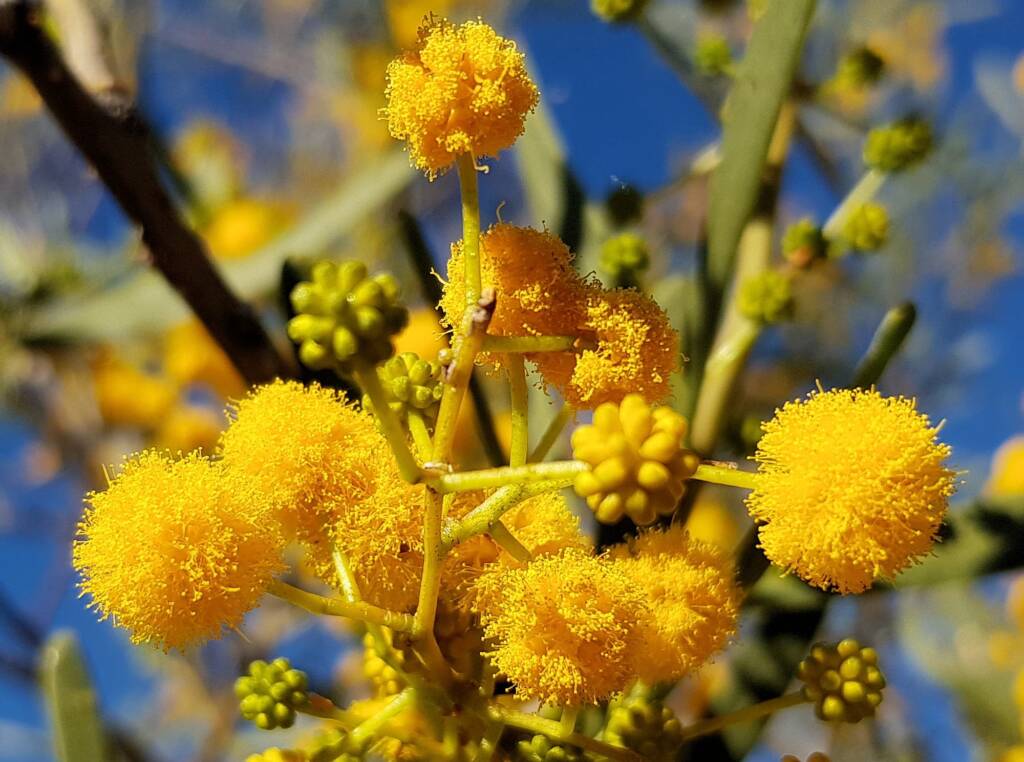 Acacia ligulata, Alice Springs NT
