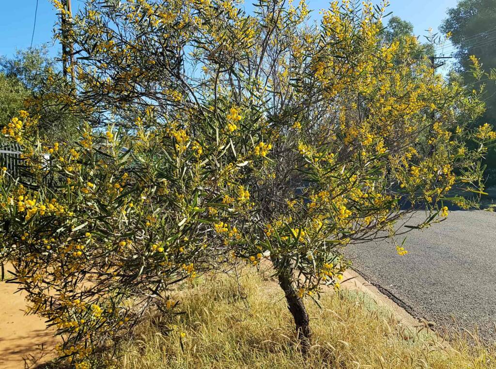 Acacia ligulata, Alice Springs NT