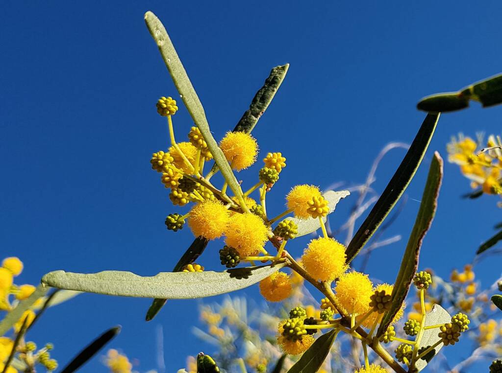 Acacia ligulata, Alice Springs NT
