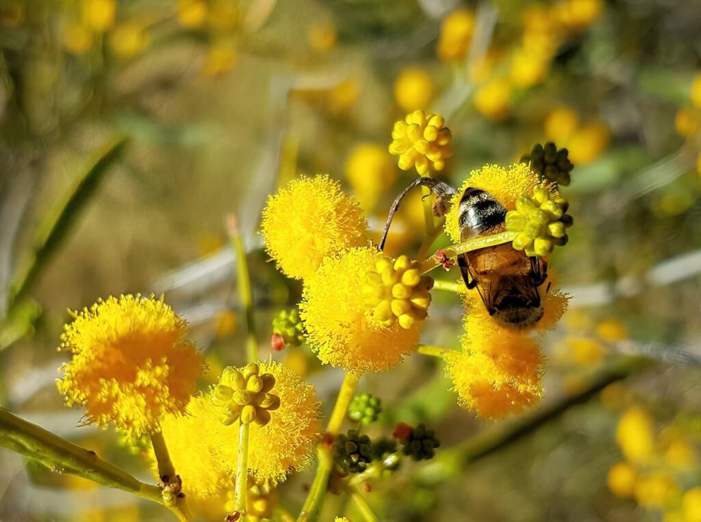 Apis mellifera on Acacia ligulata, Alice Springs NT