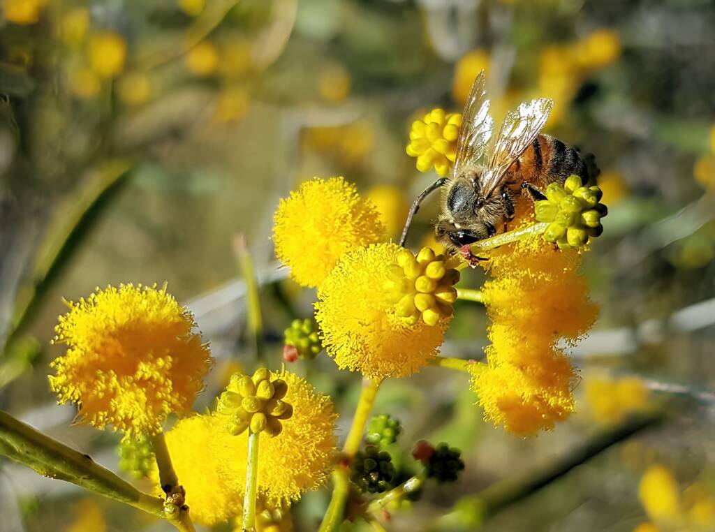 Apis mellifera on Acacia ligulata, Alice Springs NT