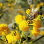 Apis mellifera on Acacia ligulata, Alice Springs NT