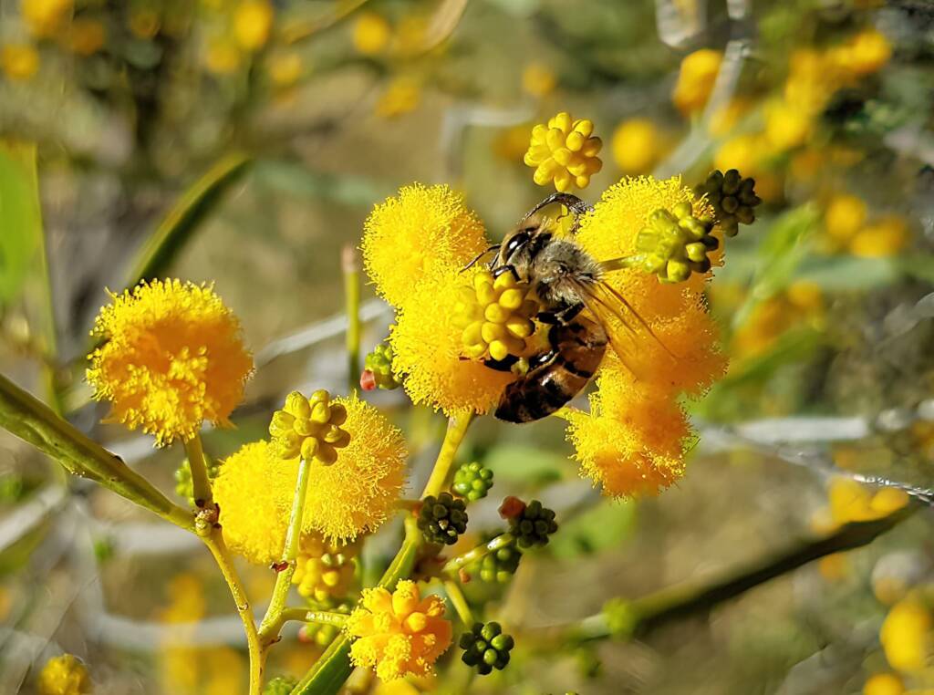Apis mellifera on Acacia ligulata, Alice Springs NT