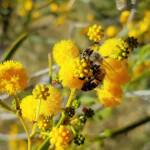 Apis mellifera on Acacia ligulata, Alice Springs NT