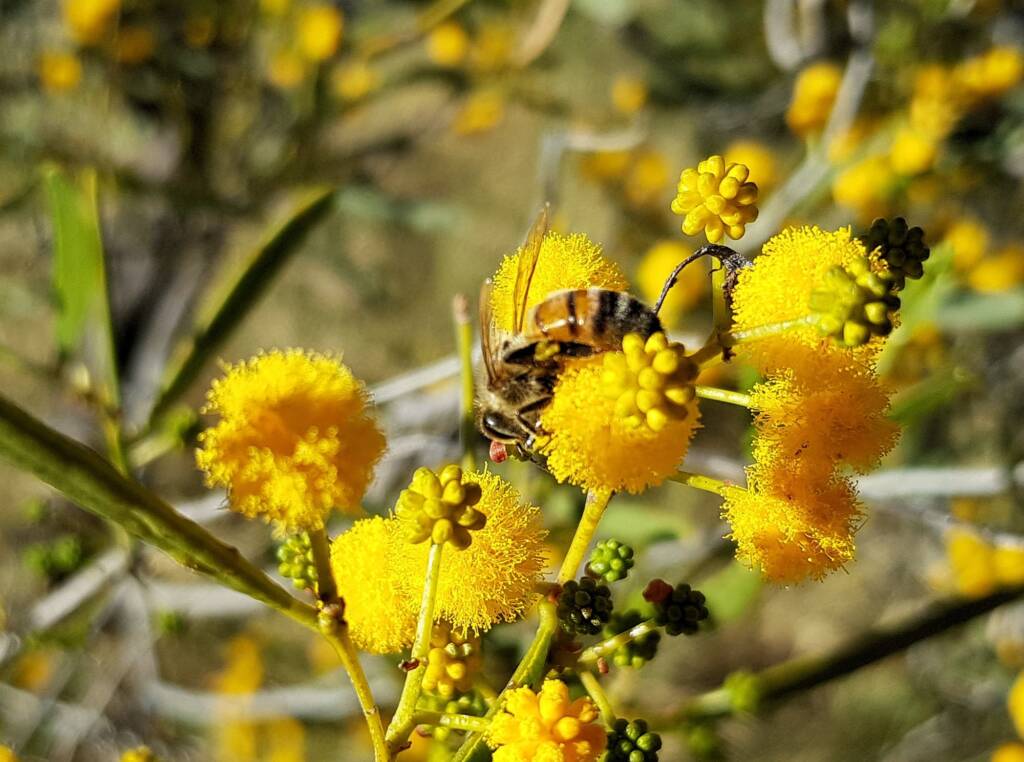 Apis mellifera on Acacia ligulata, Alice Springs NT
