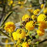 Apis mellifera on Acacia ligulata, Alice Springs NT