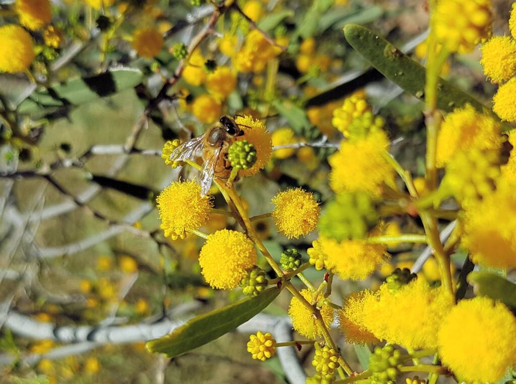Apis mellifera on Acacia ligulata, Alice Springs NT