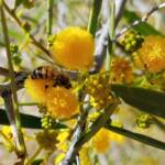 Apis mellifera on Acacia ligulata, Alice Springs NT