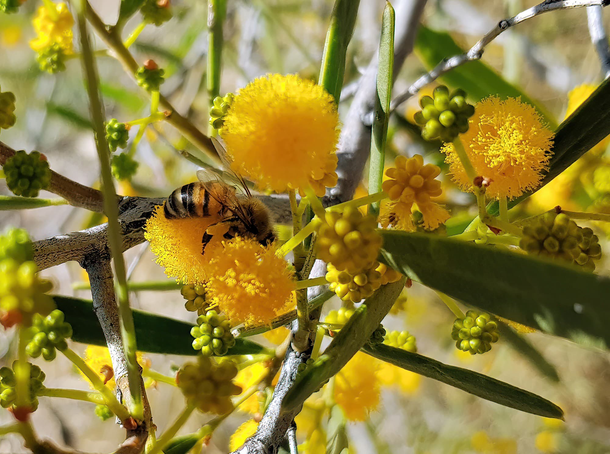 Apis mellifera on Acacia ligulata, Alice Springs NT