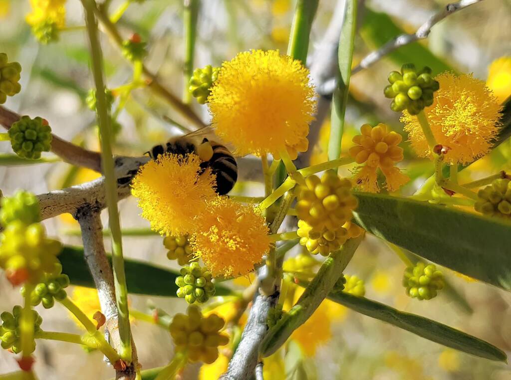 Apis mellifera on Acacia ligulata, Alice Springs NT