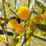Apis mellifera on Acacia ligulata, Alice Springs NT
