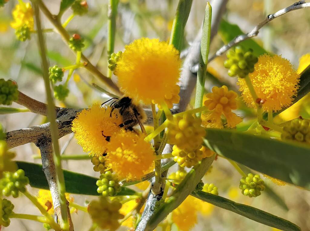 Apis mellifera on Acacia ligulata, Alice Springs NT