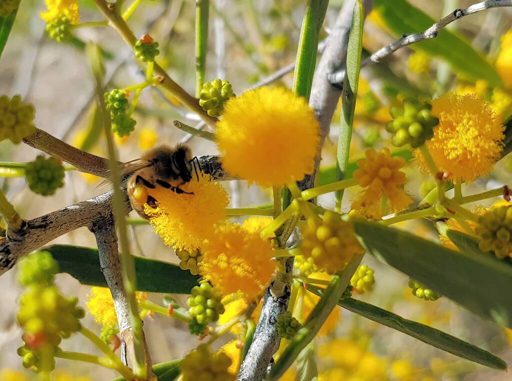Apis mellifera on Acacia ligulata, Alice Springs NT