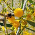 Apis mellifera on Acacia ligulata, Alice Springs NT