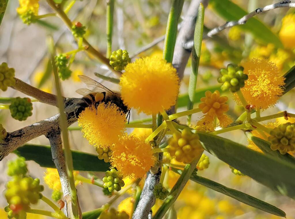Apis mellifera on Acacia ligulata, Alice Springs NT