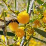 Apis mellifera on Acacia ligulata, Alice Springs NT