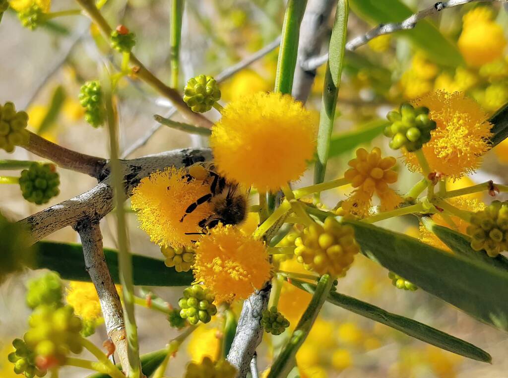 Apis mellifera on Acacia ligulata, Alice Springs NT