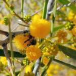 Apis mellifera on Acacia ligulata, Alice Springs NT