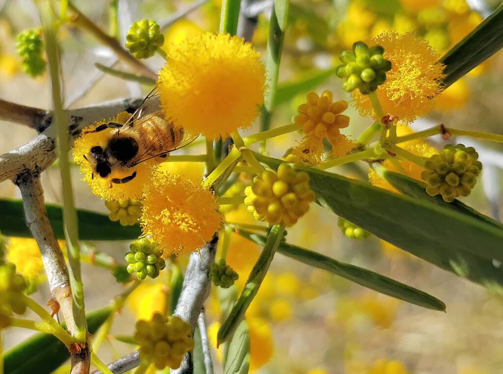 Apis mellifera on Acacia ligulata, Alice Springs NT
