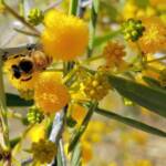Apis mellifera on Acacia ligulata, Alice Springs NT